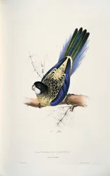 Platycercus venustus